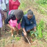 Oyo College of Nursing & Midwifery Marks 77th Anniversary With Tree Planting For New School Hall