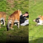 Tiger Attacks, Kills Man Inside UK Wildlife Park Enclosure